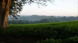 Camelia - Duniaku