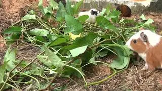 Guinea pigs steady cam