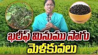 Techniques in Kharif Black Gram Cultivation | ఖరీఫ్ మినుము సాగు - మెళకువలు | Matti Manishi |10TVAgri