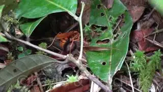 Spider wasp (Hemipepsis sp) with its prey, Malaysia. 20170526_123508.m2ts