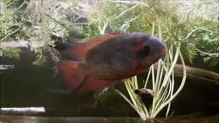 Hypselecara temporalis Oyapock