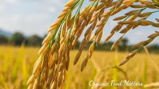 Duck-Powered Rice Revolution: Organic SRI & AWD Farming Guide for Smallholders