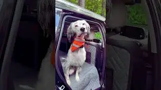 Scratchproof Waterproof Dog Car Seat Cover for Safe Travel with Pets 🐶🚗