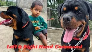 Rottweiler Puppy Hello & High Five With Left & Right Hand Command Training || Dev Sahu ||