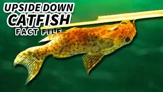 Upside Down Catfish Facts: Swimming UPSIDE DOWN | Animal Fact Files