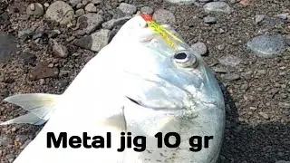 mancing dari pinggir pantai//metal jig 10gr tarikannya bikin puas/#ultralightjigging .