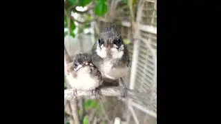 These baby bulbuls fell off their nests. They now reside in my verandah. Seen anything cuter?