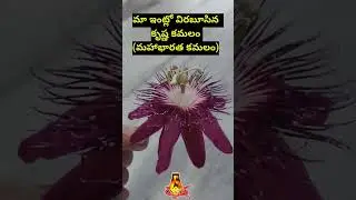 మా ఇంట్లో శ్రీరామ సిద్ధాంతి భవనంలో విరబూసిన అపురూప మహాభారత పుష్పం (కృష్ణ కమలం)