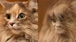 StyleGAN2 projects a cat as a human face