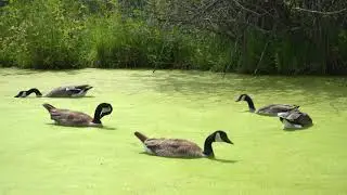 Duckweed Cultivation & Biomass Harvest&mdash;Chris Penner