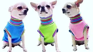 Sassy Dog Fashions Custom Pet Clothing and Accessories in  Pennsylvania