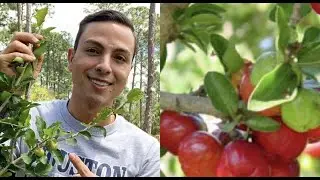 How to Grow Barbados Cherry Tree | Super Food | Hot Climate | Organic
