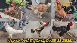 Nellore Sunday Kolla Market : 23-11-2025, #nelloresundaykollamarket #venkyberasatv #aseelmarket