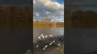 Main nehri offenbach🕊🦆🦢