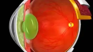 Crystalline Lens
