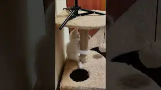 Funny white kitten Mickey 2. #shorts
