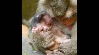 Congratulations on Libby giving birth to third child successfully