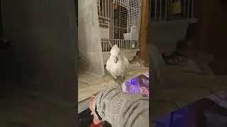 Мушка хочет на ручки #какаду #parrot #birds