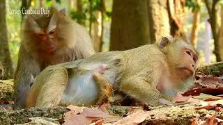 Adorable Baby Monkey Baron with Beautiful Yellow Fur