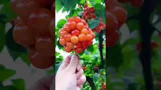 Amazing and lovely fruits 😋🥭🍊🍓🍒#shorts #nature #fruit