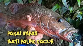 UMPAN MATI PALING GACOR BUAT MANGROVE JACK