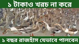 ১ টাকাও খরচ না করে ১ বছর রাজহাঁস পালন যেভাবে করবেন | rajhas palon podhoti | রাজহাঁস পালন |Milon Agro