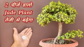 एक बार ये 2 चीजे डालो दो Lucky Jade Plant तेजी से बढ़ेगा, Jade Plant Bonsai growing tips & fertilizer