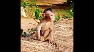 Baby monkey 😥|| POOR HEART SAD CLIP MACAQUE BABY BROKEN AMR HAND#shorts #shortvideo #monkeybaby