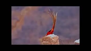 Golden Pheasant (Chrysolophus pictus)