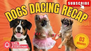 I Thought It Was a Normal Dog&hellip; Then It DANCED 💃🐕#shorts #dogdancing 