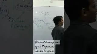 animal kingdom Biology the gradual development of all phylum