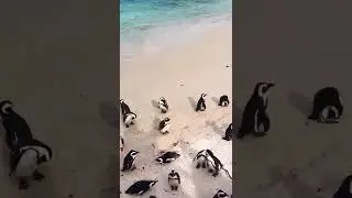 Have you ever seen penguins in real life before ❤️