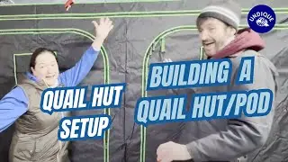 Building the Second QuailPod / Greenhut &ndash; Expanding Our Quail Setup! 🛠️🐦