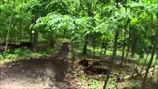 Novi Tree Farm (30 minutes long)