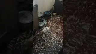 Accouplement de chat