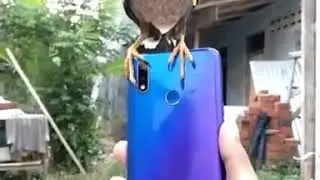 Jalak pecinta gadget