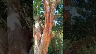 &aacute;rvore 🌳 pau-brasil (Paubrasilia echinata)