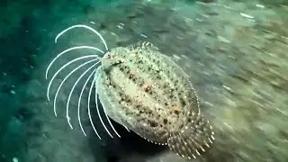 Flounder fish - (flounders are a group of flatfish species)