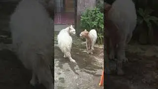 Pertarungan Kucing angora VS kucing kampung