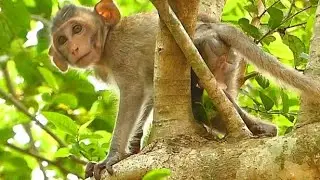 Poor Baby Monkey Janna | Jane Let Baby Walking On Tree | Newborn Babies Monkey