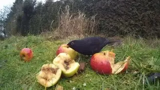 Amsel fri&szlig;t &Auml;pfel. Eifel, Dohr  4.2.2016