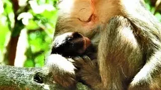 Hot News.! Great day tow mom give birth i troop, Monkey Casi give a childbirth today.