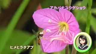 30秒の心象風景24810・花粉を食べる～ヒメヒラタアブ～