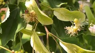 Small-leaved lime - leaves & flowers - June 2025