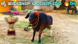 ಜೈ ಹನುಮಾನ್ ಬಲವಾನ್ ಮರಿ 🔥 ರಿ |2 Halli Mari |ಕಾಳಗದ್ ಮರಿ |Tagaru |Sheep Lover | Uk King