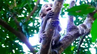 Million pity little monkey screaming and stacking on kidnaper monkey so long without milk like that.
