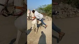 Ganga ki sawari ka firsr vlog #viralvideo #horse #minnivlog #trending #ytshorts #horseriding