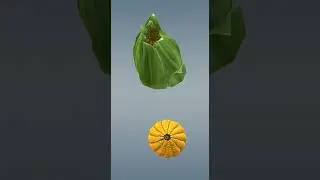 maizeplant#corn#kernel#section#labelleddiagram#shorts