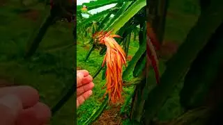 Removing dragon fruit flower technique  #dragonflower #farming