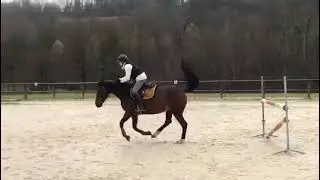 Cheval &agrave; vendre - Demie pension/Quart de pension  - equirodi.com